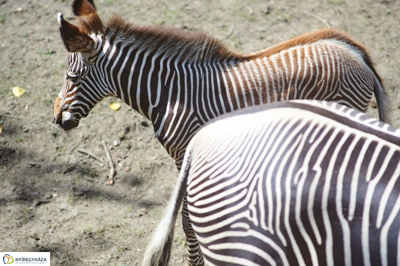 Zebracsikók az Állatparkban - fotó Szarka Lajos