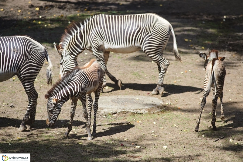 Zebracsikók az Állatparkban - fotó Szarka Lajos