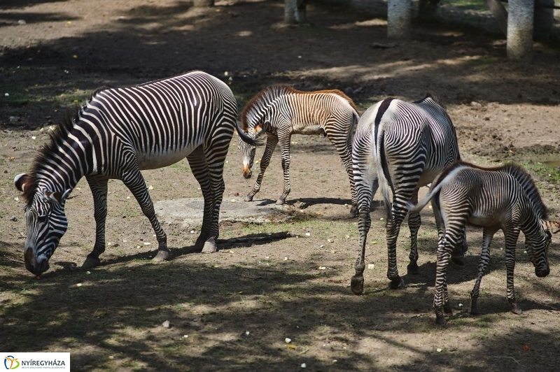 Zebracsikók az Állatparkban - fotó Szarka Lajos