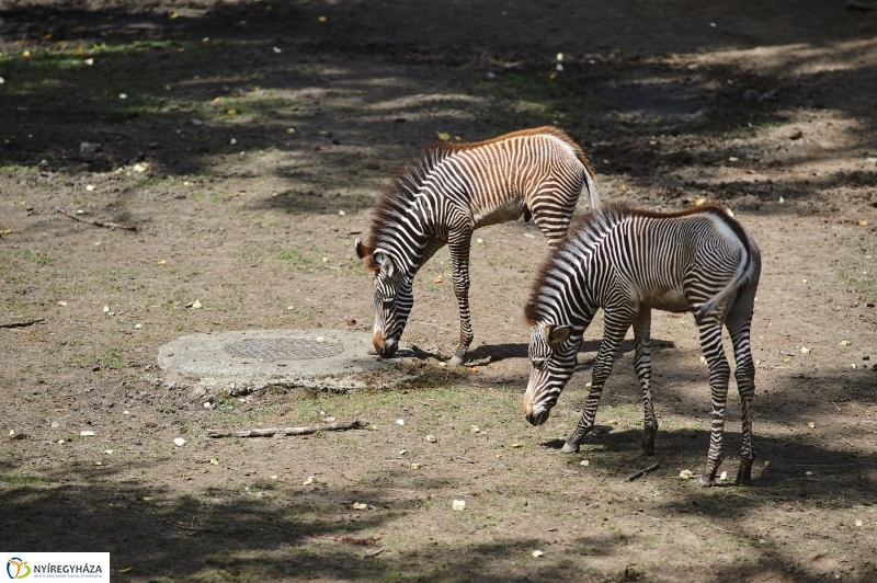 Zebracsikók az Állatparkban - fotó Szarka Lajos