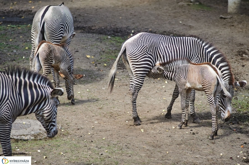Zebracsikók az Állatparkban - fotó Szarka Lajos