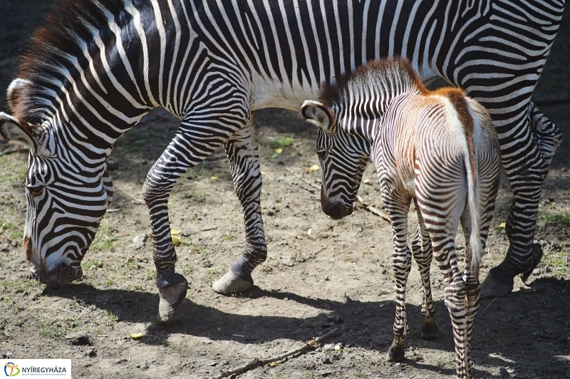 Zebracsikók az Állatparkban - fotó Szarka Lajos