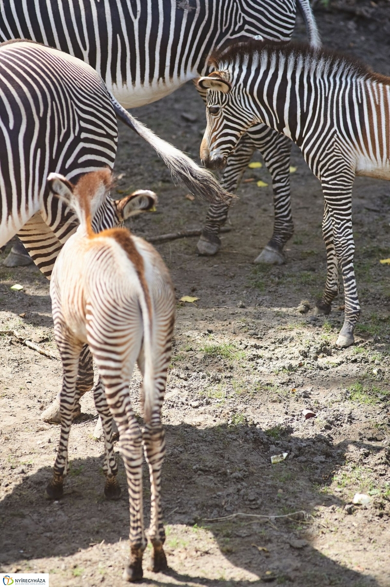 Zebracsikók az Állatparkban - fotó Szarka Lajos