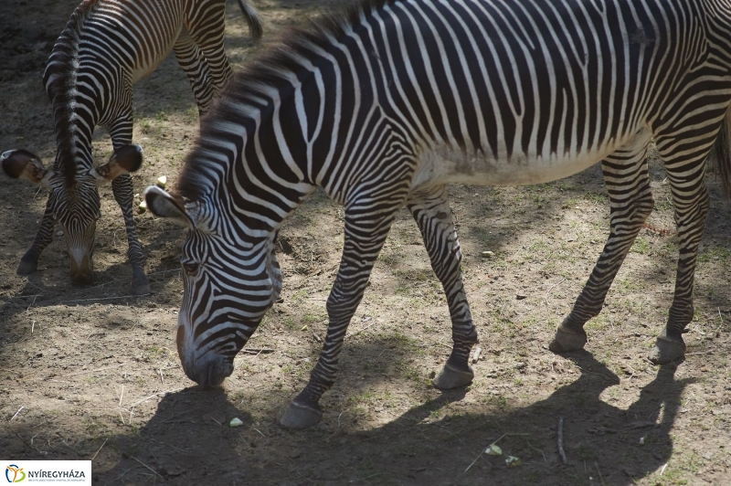 Zebracsikók az Állatparkban - fotó Szarka Lajos
