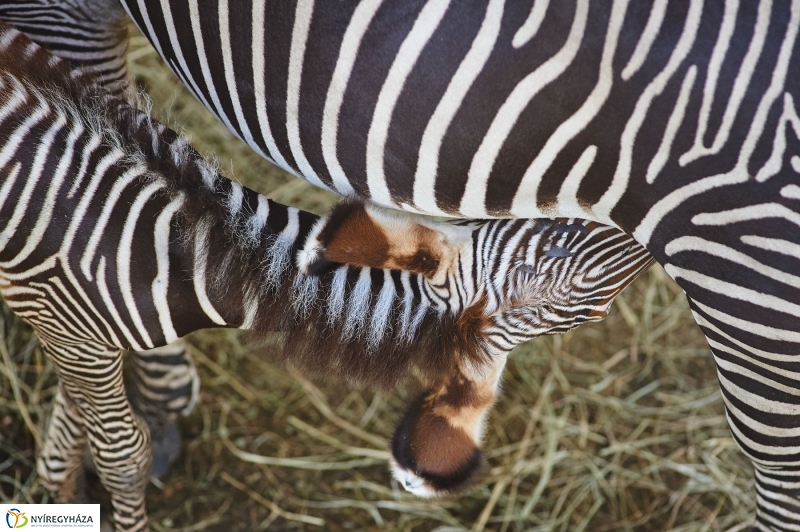 Zebracsikók az Állatparkban - fotó Szarka Lajos