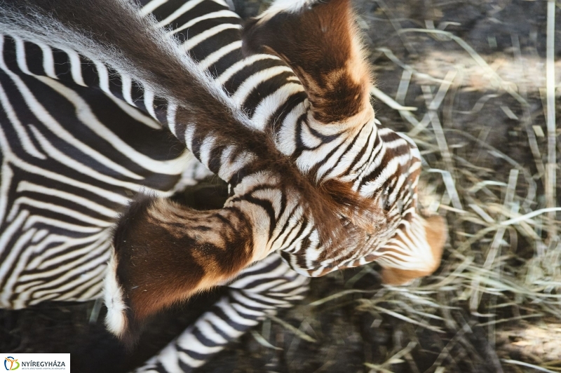 Zebracsikók az Állatparkban - fotó Szarka Lajos
