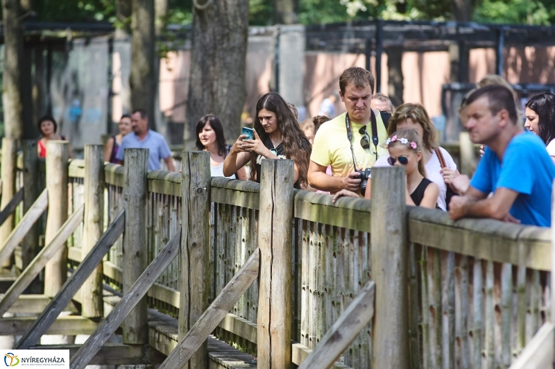 Zebracsikók az Állatparkban - fotó Szarka Lajos
