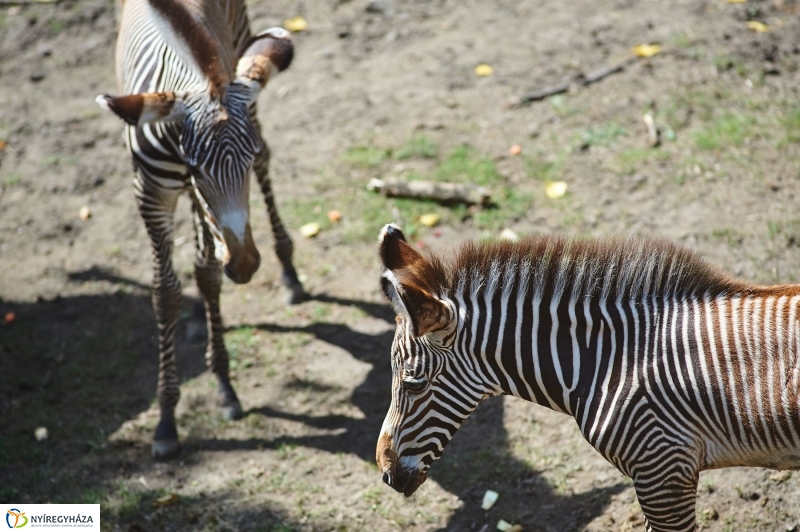 Zebracsikók az Állatparkban - fotó Szarka Lajos