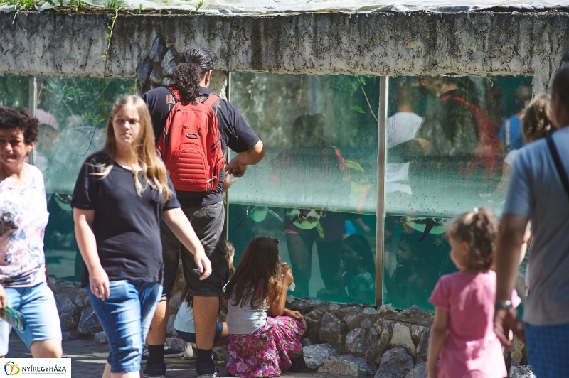 Teltházas Állatpark - fotó Szarka Lajos