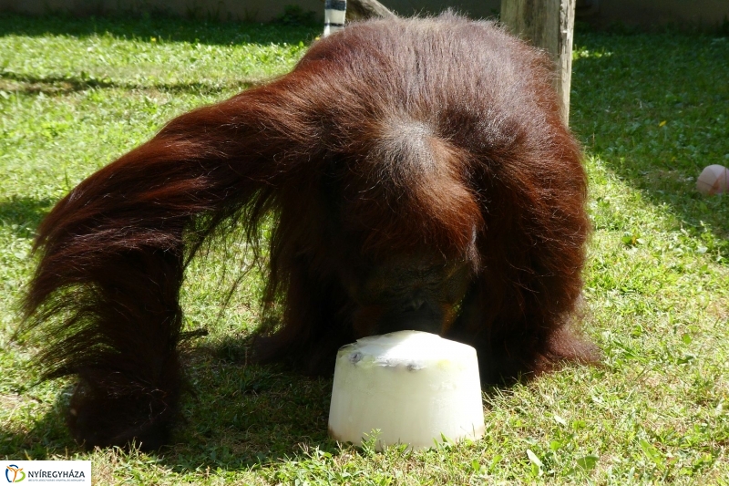 Szülinap az Állatparkban - fotó Szarka Lajos
