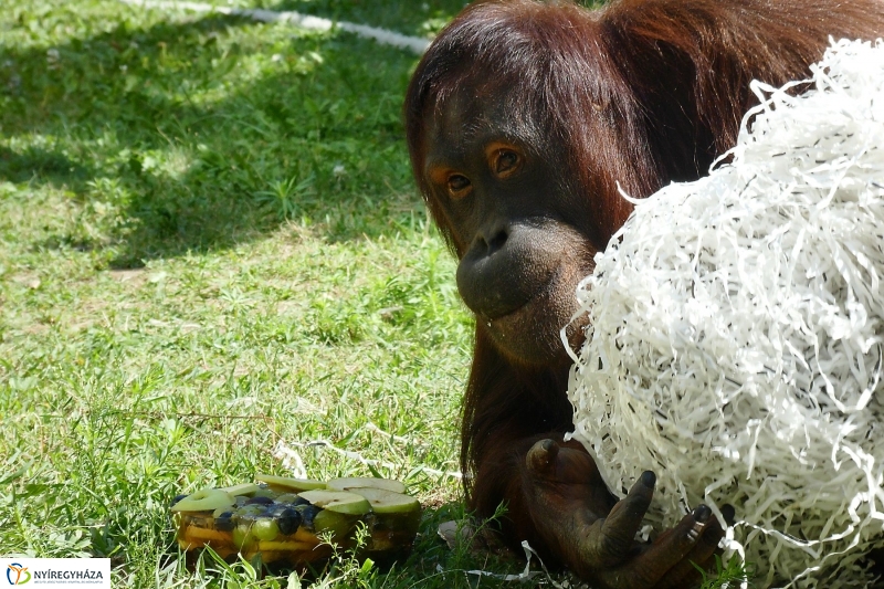 Szülinap az Állatparkban - fotó Szarka Lajos