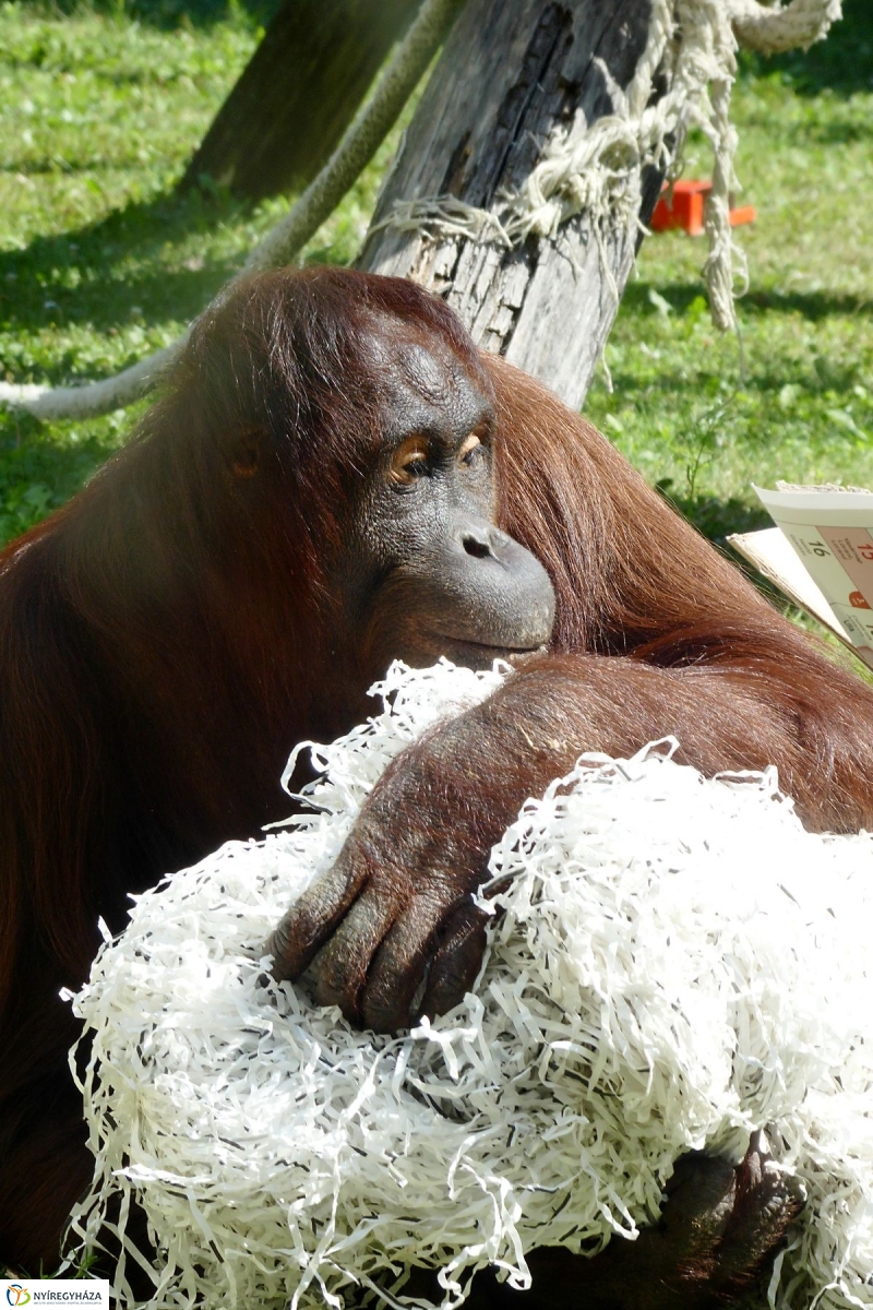 Szülinap az Állatparkban - fotó Szarka Lajos