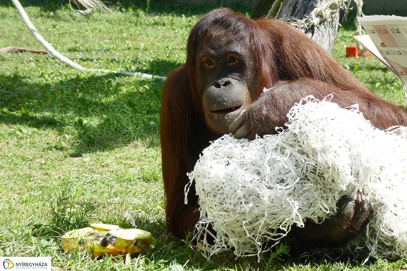 Szülinap az Állatparkban - fotó Szarka Lajos