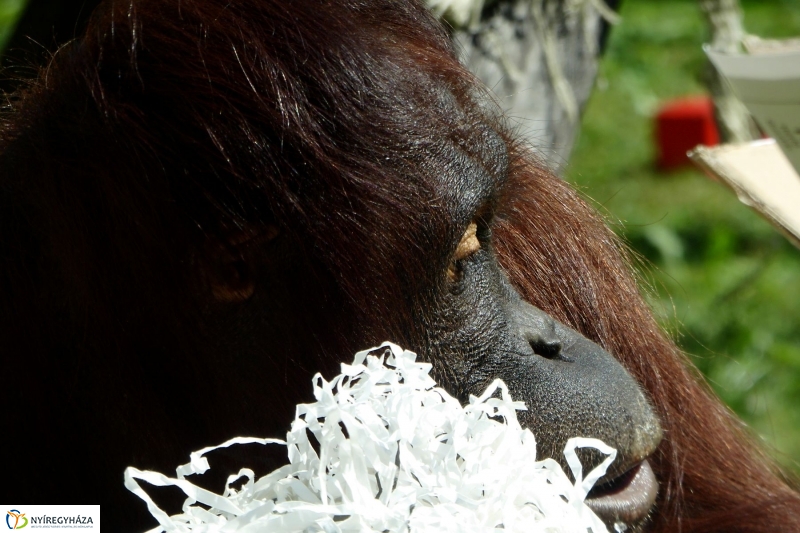 Szülinap az Állatparkban - fotó Szarka Lajos