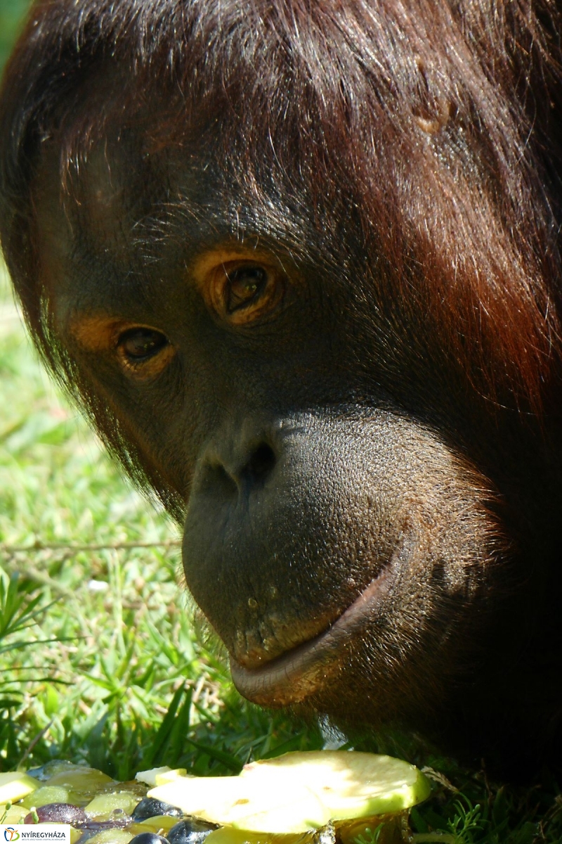Szülinap az Állatparkban - fotó Szarka Lajos