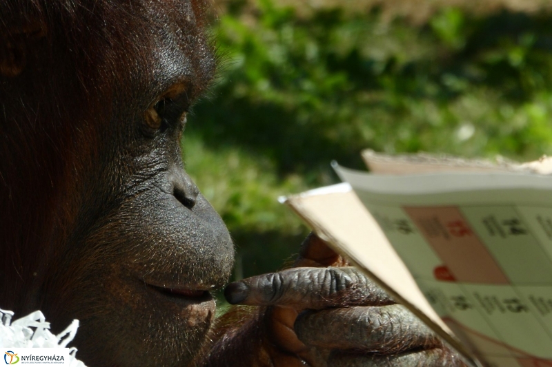Szülinap az Állatparkban - fotó Szarka Lajos