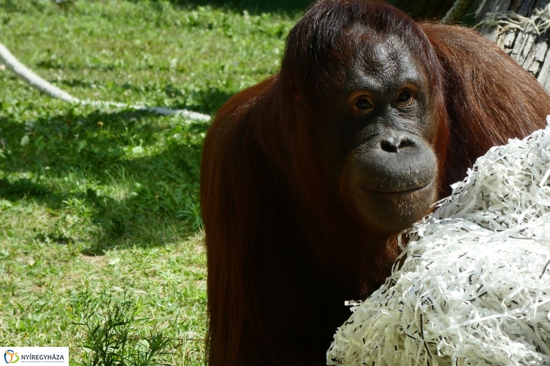 Szülinap az Állatparkban - fotó Szarka Lajos