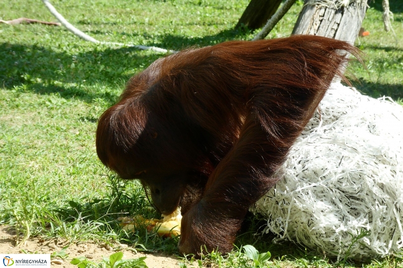 Szülinap az Állatparkban - fotó Szarka Lajos