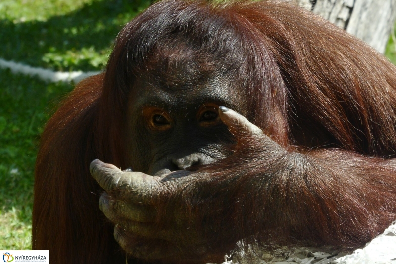 Szülinap az Állatparkban - fotó Szarka Lajos