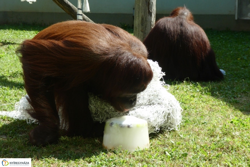 Szülinap az Állatparkban - fotó Szarka Lajos