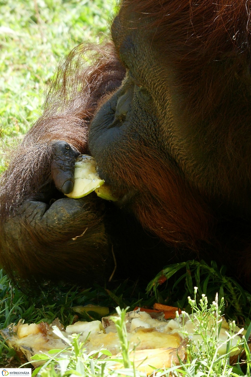 Szülinap az Állatparkban - fotó Szarka Lajos