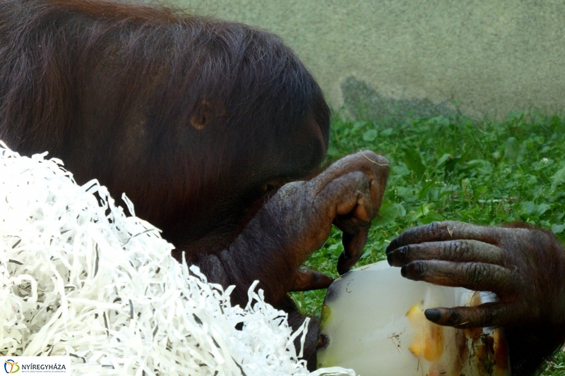 Szülinap az Állatparkban - fotó Szarka Lajos