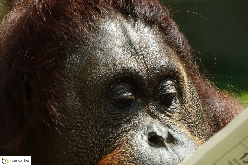 Szülinap az Állatparkban - fotó Szarka Lajos