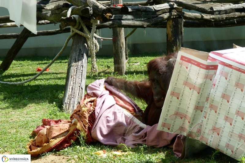 Szülinap az Állatparkban - fotó Szarka Lajos