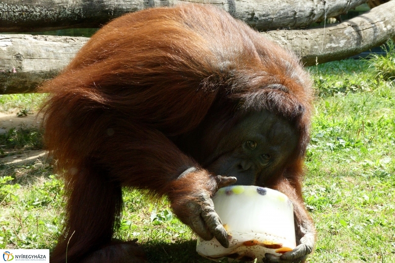 Szülinap az Állatparkban - fotó Szarka Lajos