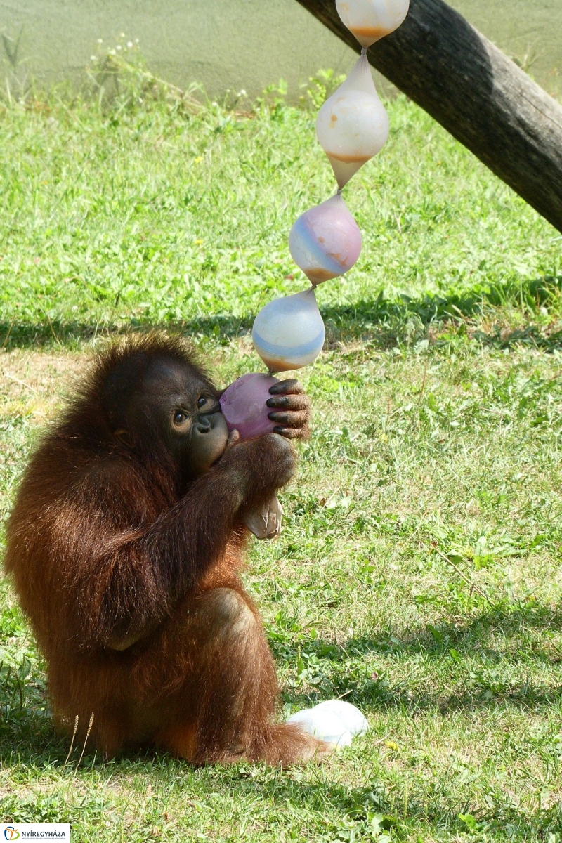 Szülinap az Állatparkban - fotó Szarka Lajos