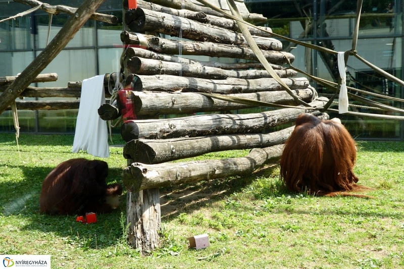 Szülinap az Állatparkban - fotó Szarka Lajos