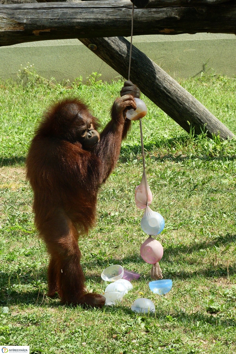 Szülinap az Állatparkban - fotó Szarka Lajos
