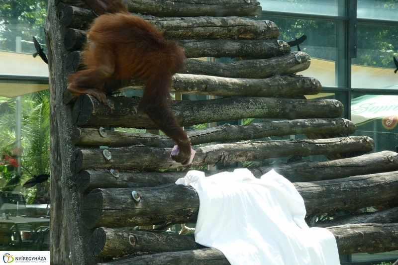 Szülinap az Állatparkban - fotó Szarka Lajos