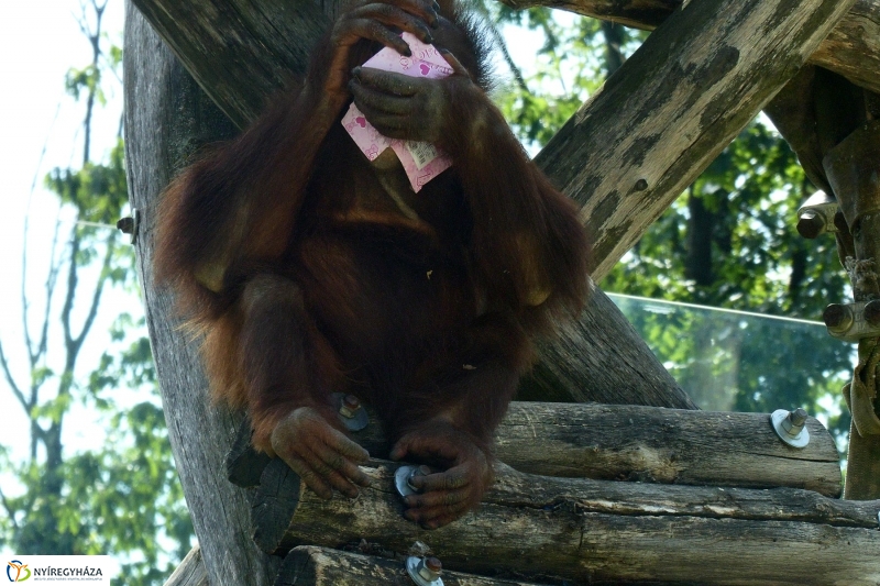 Szülinap az Állatparkban - fotó Szarka Lajos