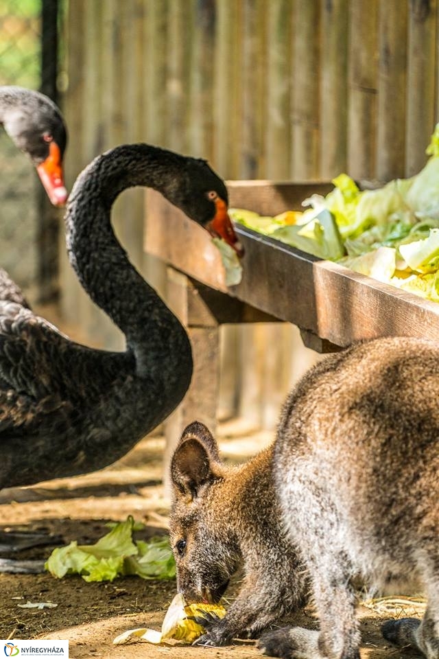 Kenguruk és madarak - fotó Kohut Árpád
