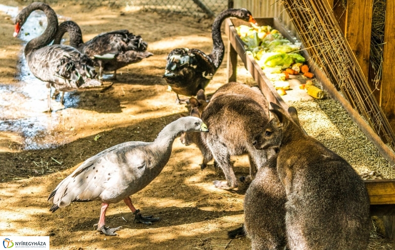 Kenguruk és madarak - fotó Kohut Árpád