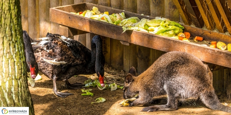 Kenguruk és madarak - fotó Kohut Árpád