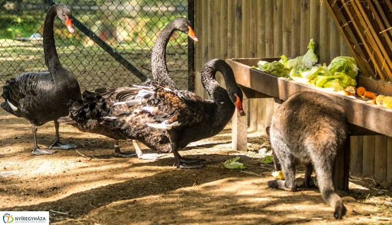 Kenguruk és madarak - fotó Kohut Árpád