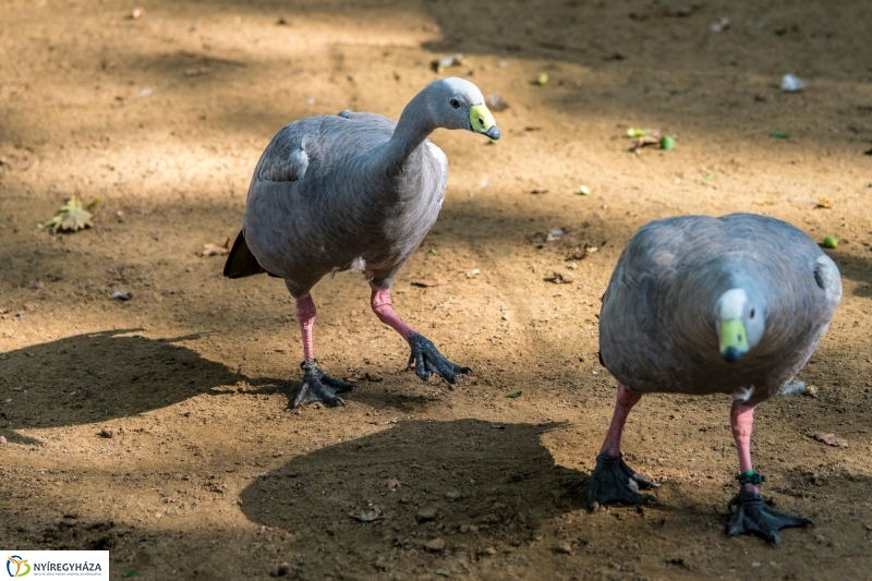 Kenguruk és madarak - fotó Kohut Árpád