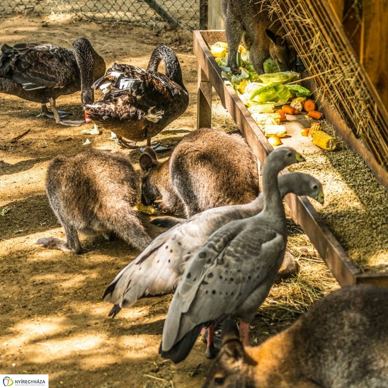 Kenguruk és madarak - fotó Kohut Árpád