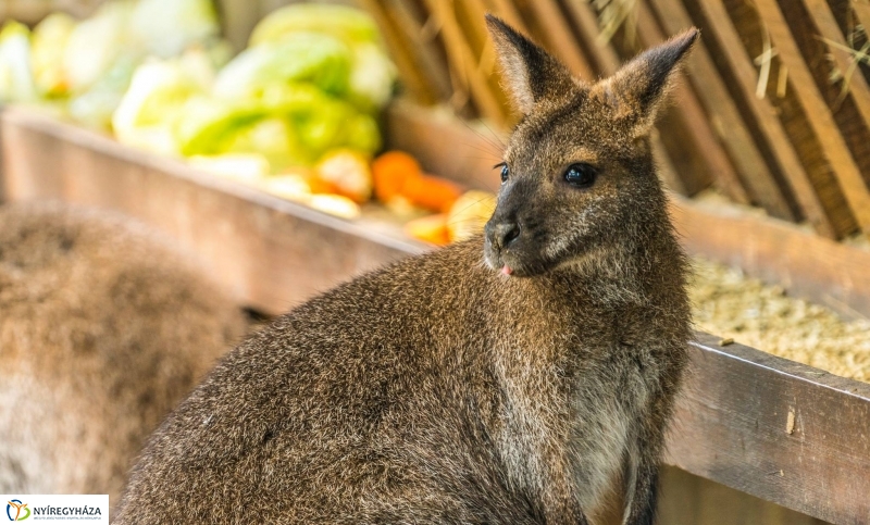 Kenguruk és madarak - fotó Kohut Árpád