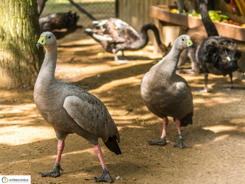 Kenguruk és madarak - fotó Kohut Árpád