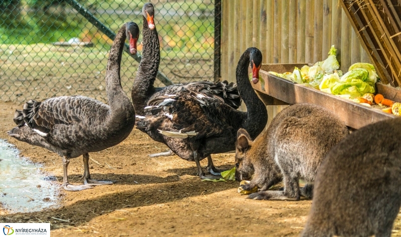 Kenguruk és madarak - fotó Kohut Árpád
