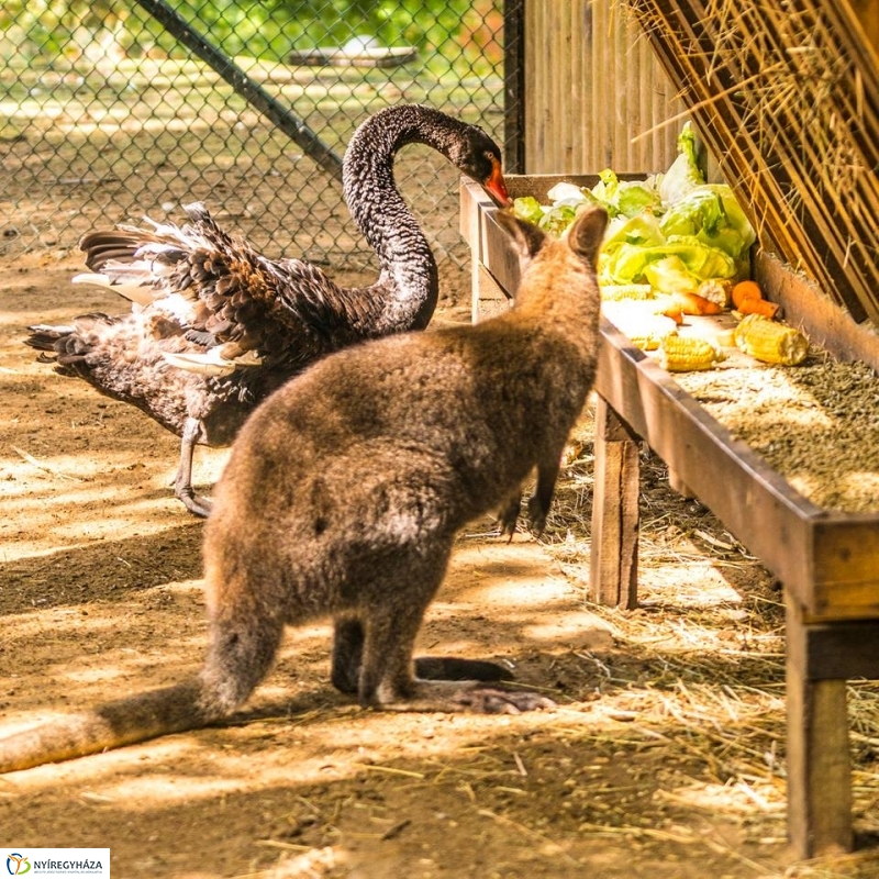 Kenguruk és madarak - fotó Kohut Árpád