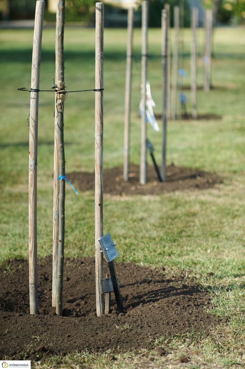 Emlékezés a VIDOR Ligetben - fotó Szarka Lajos