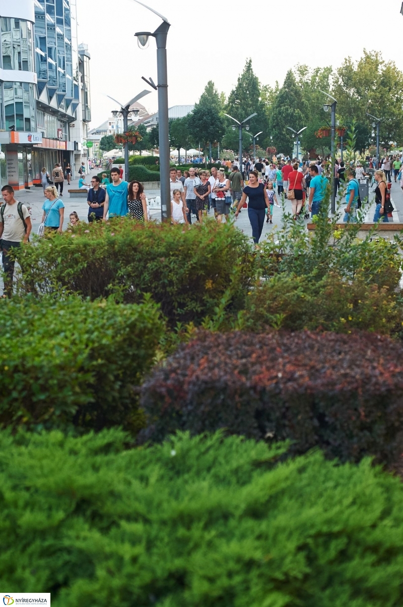 VIDOR 2017 Szeder - fotó Szarka Lajos