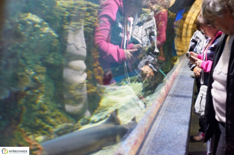 ÉFOÉSZ nap az Állatparkban - fotó Szarka Lajos