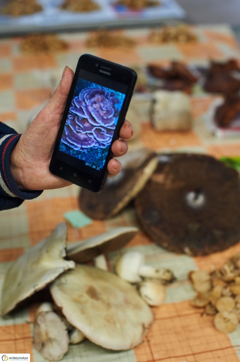 Gombaszezon a piaccsarnokban - fotó Szarka Lajos