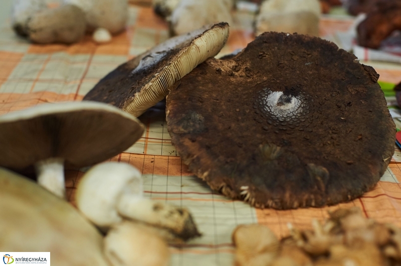 Gombaszezon a piaccsarnokban - fotó Szarka Lajos