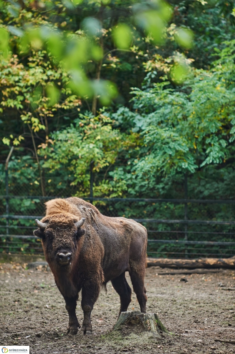 Állatok Világnapja - fotó Szarka Lajos